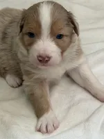 Puppy#5, a male Australian Shepherd for sale in Bennett, CO – 1 of 10