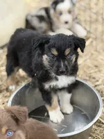 Puppy#6, a female Australian Shepherd for sale in Bennett, CO – 8 of 10