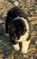 Puppy#4, a male Australian Shepherd for sale in Bennett, CO – 2 of 10