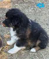 Puppy#6, a female Australian Shepherd for sale in Bennett, CO – 8 of 10