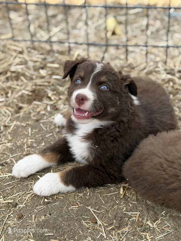 Puppy#3 – Australian Shepherd puppy for sale in Bennett, CO