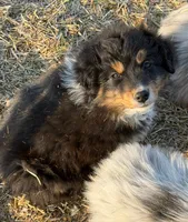 puppy#5, a male Australian Shepherd for sale in Bennett, CO – 5 of 8