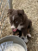 Puppy#3, a female Australian Shepherd for sale in Bennett, CO – 10 of 10