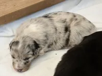 Puppy#2, a female Australian Shepherd for sale in Bennett, CO – 4 of 10