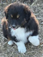 Puppy#6, a female Australian Shepherd for sale in Bennett, CO – 4 of 10