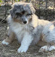 Puppy#3, a male Australian Shepherd for sale in Bennett, CO – 4 of 10
