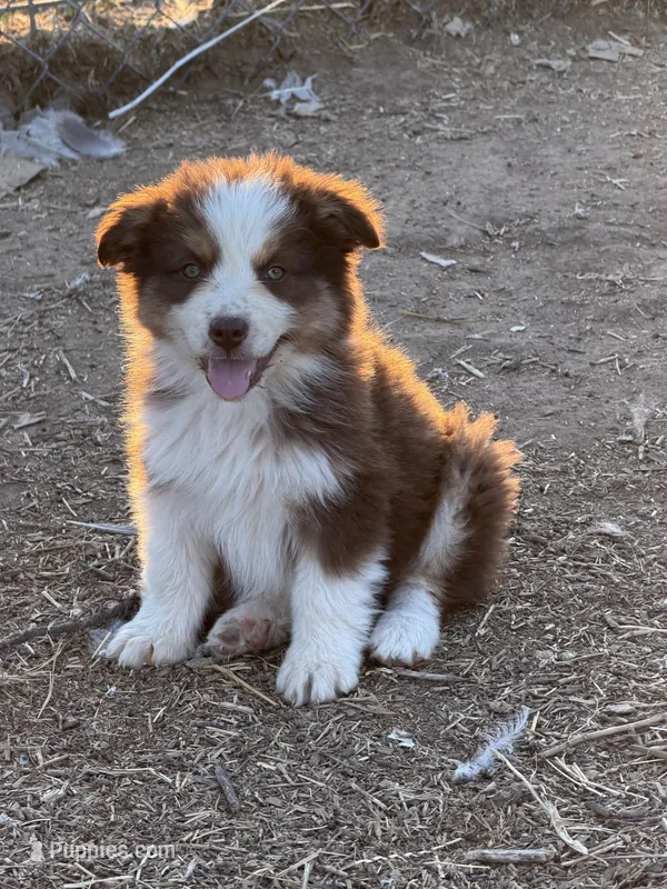 Puppy#3 – Australian Shepherd puppy for sale in Bennett, CO