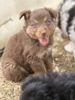 Puppy#5, a male Australian Shepherd for sale in Bennett, CO – 10 of 10