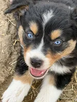 Puppy#4 , a male Australian Shepherd for sale in Bennett, CO – 2 of 10