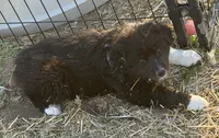 Puppy#7, a female Australian Shepherd for sale in Bennett, CO – 8 of 10