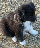 Puppy#7, a female Australian Shepherd for sale in Bennett, CO – 9 of 10