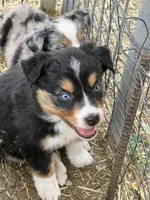 Puppy#4 , a male Australian Shepherd for sale in Bennett, CO – 8 of 10