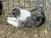 Puppy#1 , a female Australian Shepherd for sale in Bennett, CO – 5 of 10