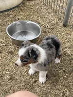 Puppy#1 , a female Australian Shepherd for sale in Bennett, CO – 9 of 10