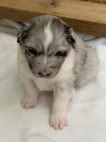 Puppy #3, a female Australian Shepherd for sale in Bennett, CO – 2 of 10