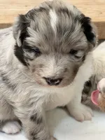 Puppy #3, a female Australian Shepherd for sale in Bennett, CO – 7 of 10