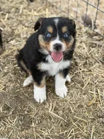 Puppy#4 , a male Australian Shepherd for sale in Bennett, CO – 9 of 10