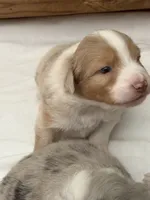 Puppy#5, a male Australian Shepherd for sale in Bennett, CO – 3 of 10