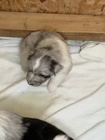 Puppy #4, a female Australian Shepherd for sale in Bennett, CO – 8 of 10
