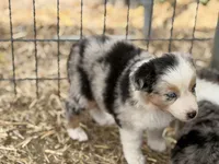 Puppy#2, a female Australian Shepherd for sale in Bennett, CO – 2 of 10