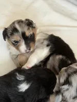 Puppy #1, a female Australian Shepherd for sale in Bennett, CO – 2 of 10