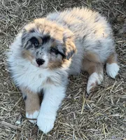Puppy#3, a male Australian Shepherd for sale in Bennett, CO – 6 of 10