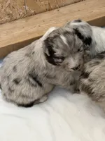 Puppy #3, a female Australian Shepherd for sale in Bennett, CO – 10 of 10