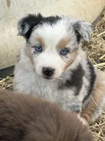 Puppy#2, a female Australian Shepherd for sale in Bennett, CO – 6 of 10