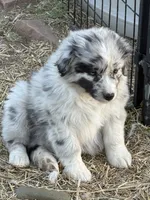 Puppy#1, a female Australian Shepherd for sale in Bennett, CO – 5 of 10