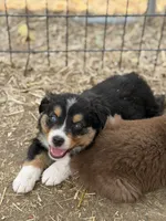 Puppy#4 , a male Australian Shepherd for sale in Bennett, CO – 4 of 10