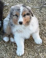 Puppy#2, a male Australian Shepherd for sale in Bennett, CO – 3 of 10