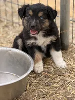 Puppy#6, a female Australian Shepherd for sale in Bennett, CO – 10 of 10