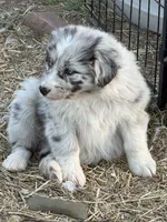 Puppy#1, a female Australian Shepherd for sale in Bennett, CO – 3 of 10