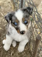 Puppy#1 , a female Australian Shepherd for sale in Bennett, CO – 6 of 10