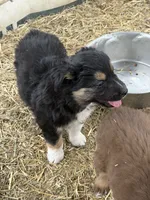 Puppy#6, a female Australian Shepherd for sale in Bennett, CO – 7 of 10