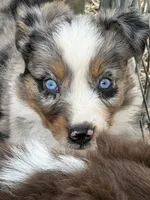 Puppy#1 , a female Australian Shepherd for sale in Bennett, CO – 3 of 10