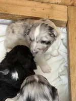 Puppy #4, a female Australian Shepherd for sale in Bennett, CO – 3 of 10
