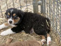 Puppy#4 , a male Australian Shepherd for sale in Bennett, CO – 5 of 10