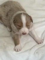 Puppy#5, a male Australian Shepherd for sale in Bennett, CO – 7 of 10
