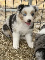 Puppy#2, a female Australian Shepherd for sale in Bennett, CO – 1 of 10