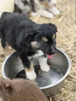 Puppy#6, a female Australian Shepherd for sale in Bennett, CO – 3 of 10