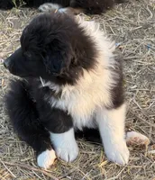 Puppy#4, a male Australian Shepherd for sale in Bennett, CO – 9 of 10