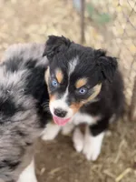 Puppy#4 , a male Australian Shepherd for sale in Bennett, CO – 6 of 10