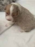 Puppy#5, a male Australian Shepherd for sale in Bennett, CO – 10 of 10