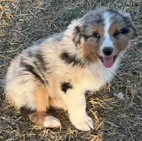 Puppy#2, a male Australian Shepherd for sale in Bennett, CO – 2 of 10
