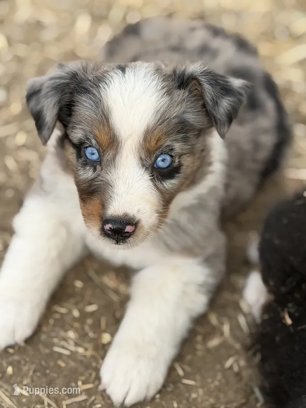 Puppy#1  – Australian Shepherd puppy on hold in Bennett, CO