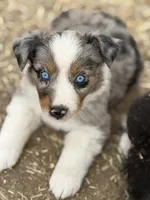 Puppy#1 , a female Australian Shepherd for sale in Bennett, CO – 1 of 10