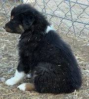 Puppy#6, a female Australian Shepherd for sale in Bennett, CO – 7 of 10