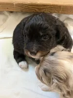 Puppy #6, a male Australian Shepherd for sale in Bennett, CO – 2 of 9