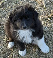 Puppy#7, a female Australian Shepherd for sale in Bennett, CO – 3 of 10